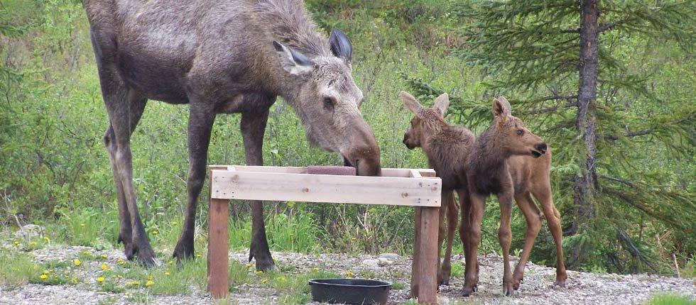 Denali Touch Of Wilderness B&B Healy Eksteriør billede